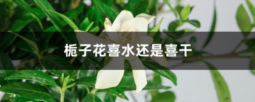 栀子花喜水还是喜干，浇水时可以加什么