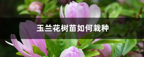 玉兰花树苗如何栽种