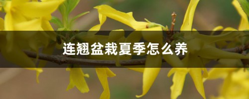 连翘盆栽夏季怎么养，盆栽什么品种最好